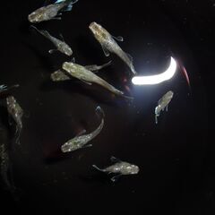(決まりました)めだか（１４匹）の画像