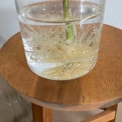 観葉植物　フィカス アルテシーマ　の画像