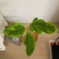 観葉植物　フィカス アルテシーマ　の画像