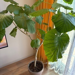 ウンベラータ　観葉植物の画像