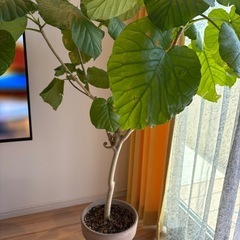 ウンベラータ　観葉植物の画像
