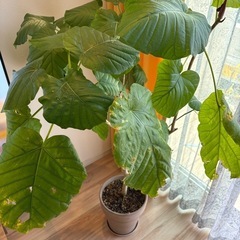 ウンベラータ　観葉植物の画像