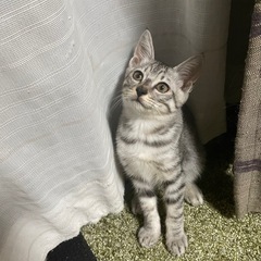 サバトラ子猫の里親さん募集‼️