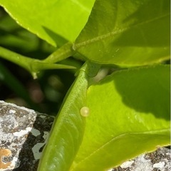 アゲハチョウのタマゴ　あげはの画像
