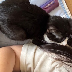 【募集中】ハチワレ猫♂