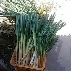 今年もやります‼️(*｀ｴ´*)食品ロス削減‼️破損ねぎお譲りしますの画像