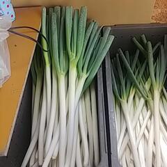 今年もやります‼️(*｀ｴ´*)食品ロス削減‼️破損ねぎお譲りしますの画像