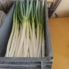 今年もやります‼️(*｀ｴ´*)食品ロス削減‼️破損ねぎお譲りしますの画像