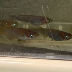 武神メダカの画像