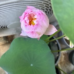 八重咲　大型蓮の画像