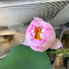八重咲・大型蓮の画像