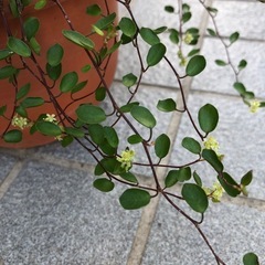 観葉植物・ワイヤープランツの画像
