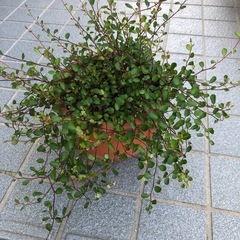 観葉植物・ワイヤープランツの画像