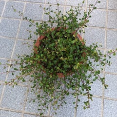 観葉植物・ワイヤープランツの画像