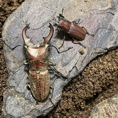 スズムラホソアカクワガタペアの画像