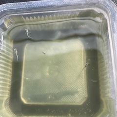 幹之メダカスーパー光　稚魚10匹の画像