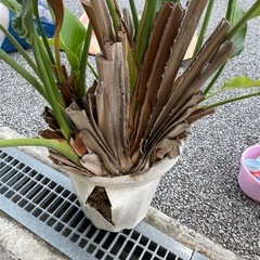 観葉植物もらってくださいの画像
