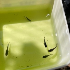決まりました🔴ブラックダイヤ 幼魚～若魚10匹 オロチにラメが入っためだか の画像