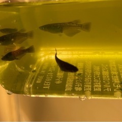 決まりました🔴ブラックダイヤ 幼魚～若魚10匹 オロチにラメが入っためだか の画像