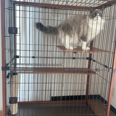 キャットゲージ　　猫ゲージの画像