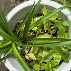植物　多肉植物鉢植え　オリヅルラン『斑入り』『斑無し』　火祭りの画像