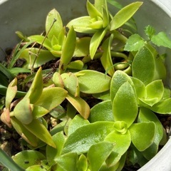 植物　多肉植物鉢植え　オリヅルラン『斑入り』『斑無し』　火祭りの画像