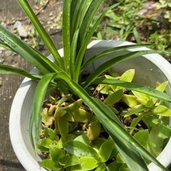 植物　多肉植物鉢植え　オリヅルラン『斑入り』『斑無し』　火祭りの画像