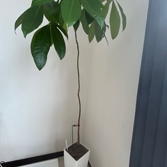 観葉植物の画像