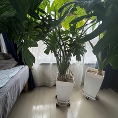 観葉植物の画像