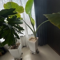 観葉植物の画像