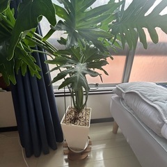 観葉植物の画像