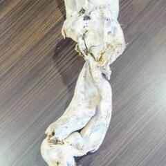 流木(石が食い込んでます)の画像