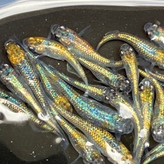 大輝　メダカ　２０匹の画像