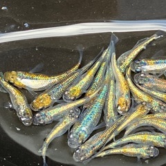 大輝　メダカ　２０匹の画像