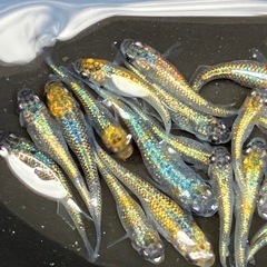 大輝　メダカ　２０匹の画像