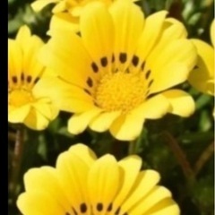 ガザニア　植物の画像