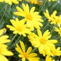 ガザニア　植物の画像