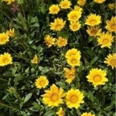 ガザニア　植物の画像