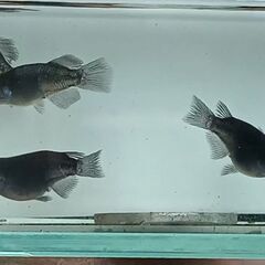 ブラックタイド2の半ダルマ（5匹）の画像