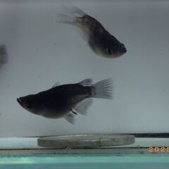 ブラックタイド2の半ダルマ（5匹）の画像