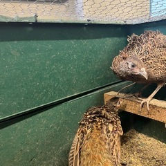 1歳未満！コウライキジ　メス2羽🐓の画像