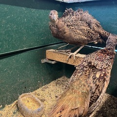 1歳未満！コウライキジ　メス2羽🐓の画像