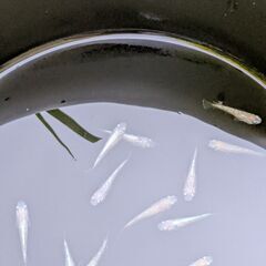今年生まれのラメめだか　12匹での画像