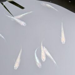 今年生まれのラメめだか　12匹での画像