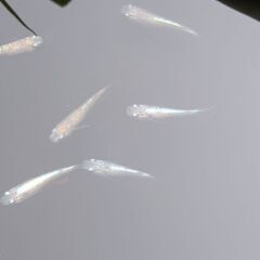 今年生まれのラメめだか　12匹での画像