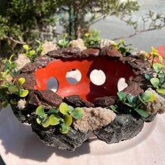 クマの苔玉
の画像