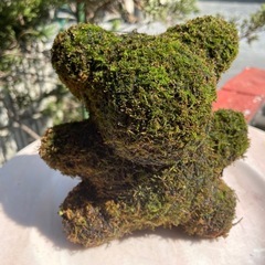 クマの苔玉
の画像