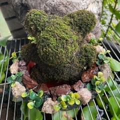 クマの苔玉
の画像
