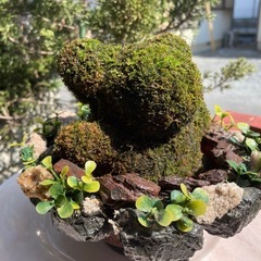 クマの苔玉
の画像