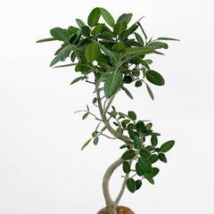 観葉植物 フィカス  ベンガレンシスの画像